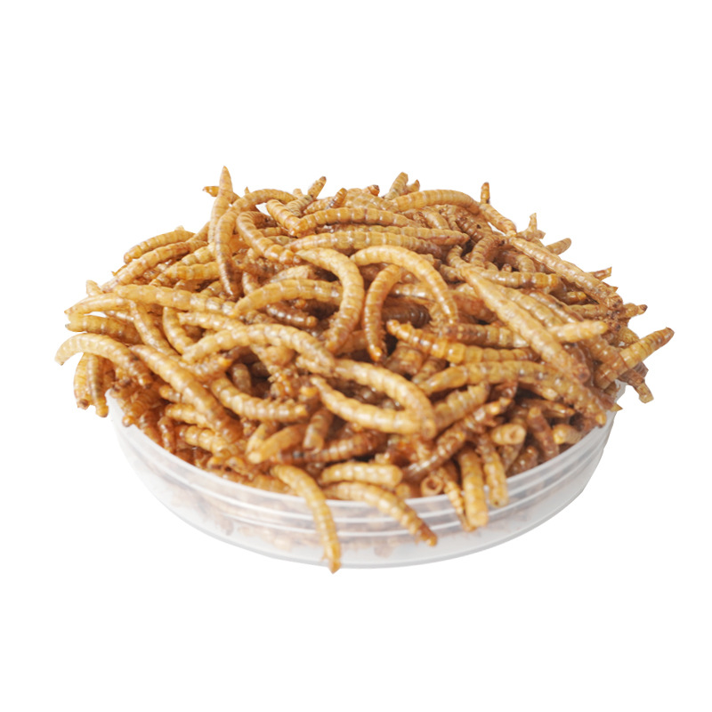 Food Snacks With High Protein - Camilan Protein Tinggi Makanan Hamster Burung